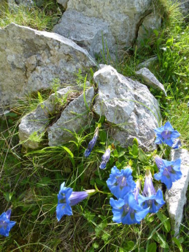 2018 giugno 3 - Cima 2007 - foto Giovanna Canzanella P1120252