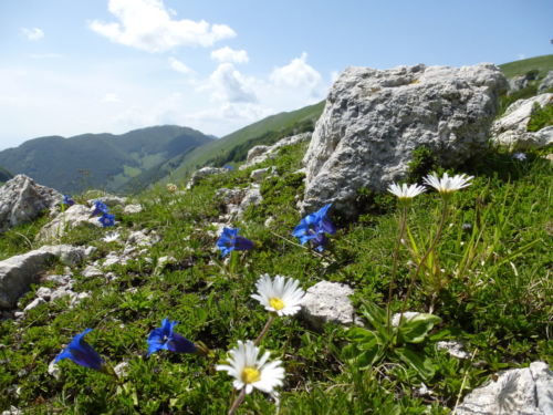 2018 giugno 3 - Cima 2007 - foto Giovanna Canzanella P1120264