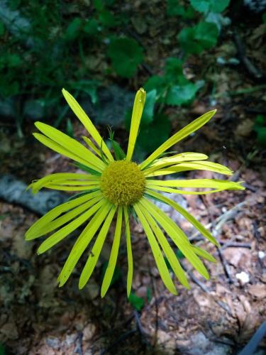 20180610MonteTarinoB (9)