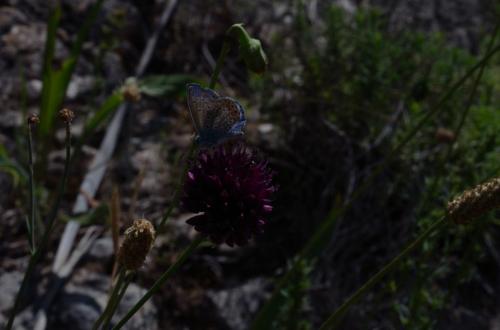 20180617Agerola (10)